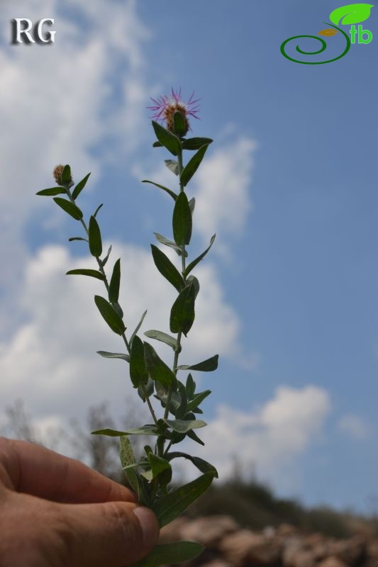 Girdev yaylası-Muğla