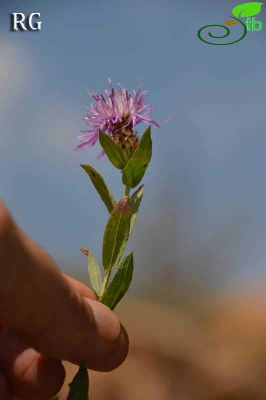 Girdev yaylası-Muğla