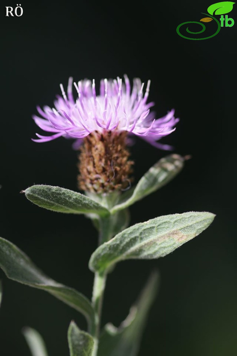 Girdev yaylası-Muğla