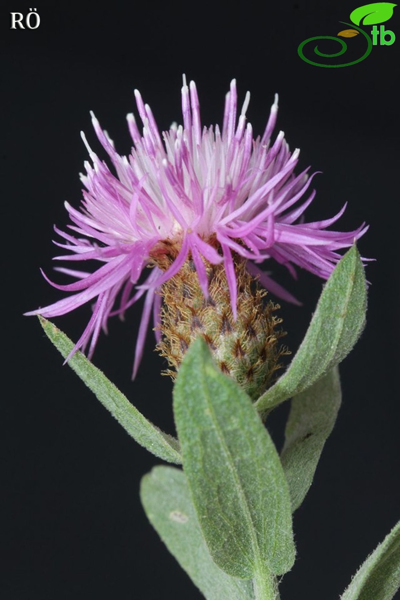 Girdev yaylası-Muğla