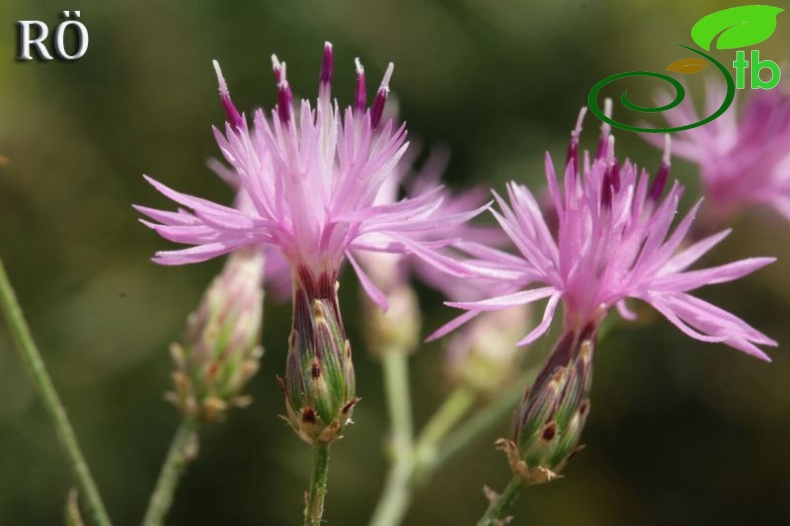 Girdev yaylası-Muğla