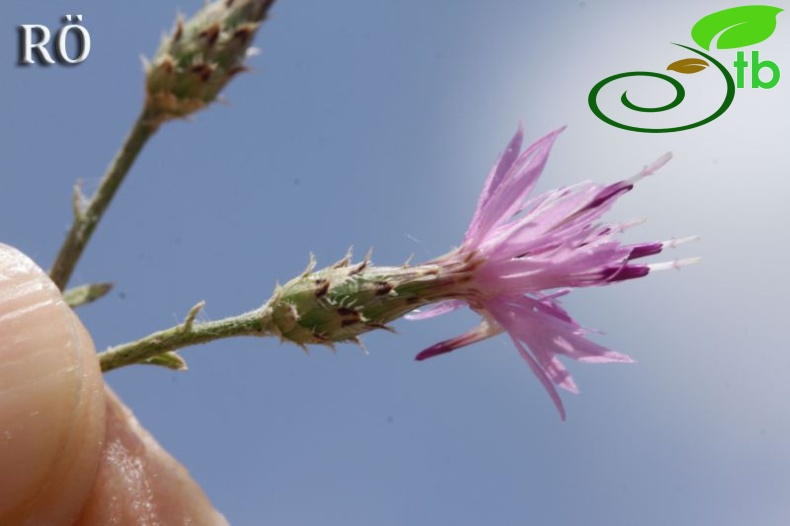 Girdev yaylası-Muğla