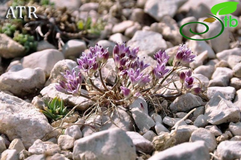 Gündoğmuş-Antalya