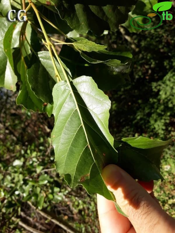 var. orientalis-Köyceğiz-Muğla