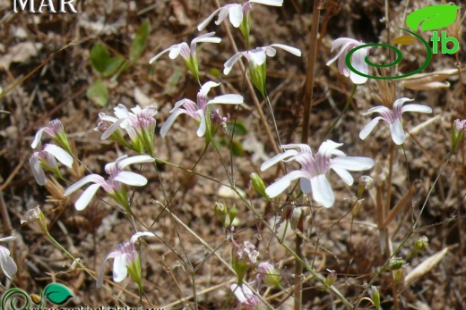 Tunceli