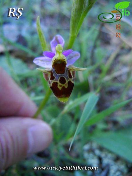 subsp.oestrifera-Denizli