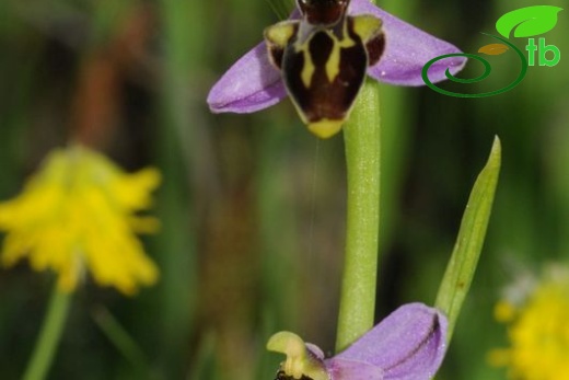 ssp hygrophila