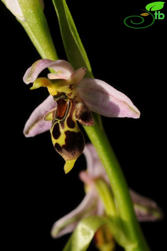 ssp hygrophila