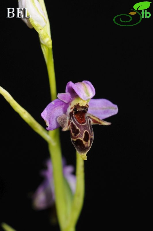 subsp. minutiflora-Denizli