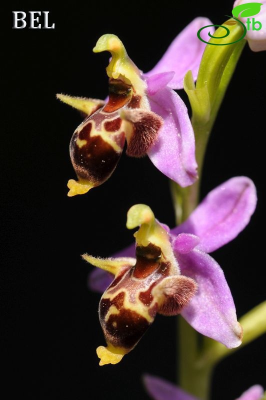 subsp. minutiflora-Denizli