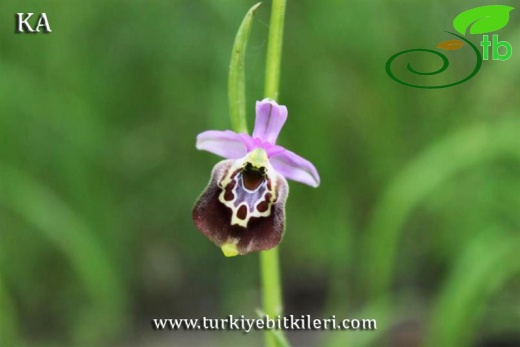 subsp. holoserica-Köyceğiz-Muğla