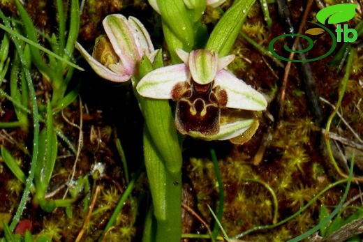 subsp. heterochila