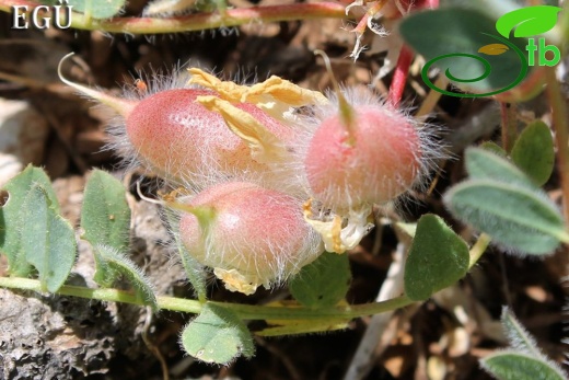 var hirsutus-Mersin