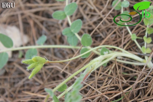 var. hirsutus- Silifke