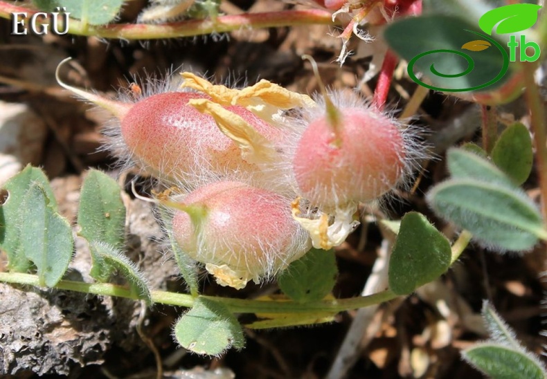 var hirsutus-Mersin
