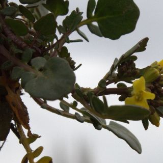 Sandras dağı-Köyceğiz