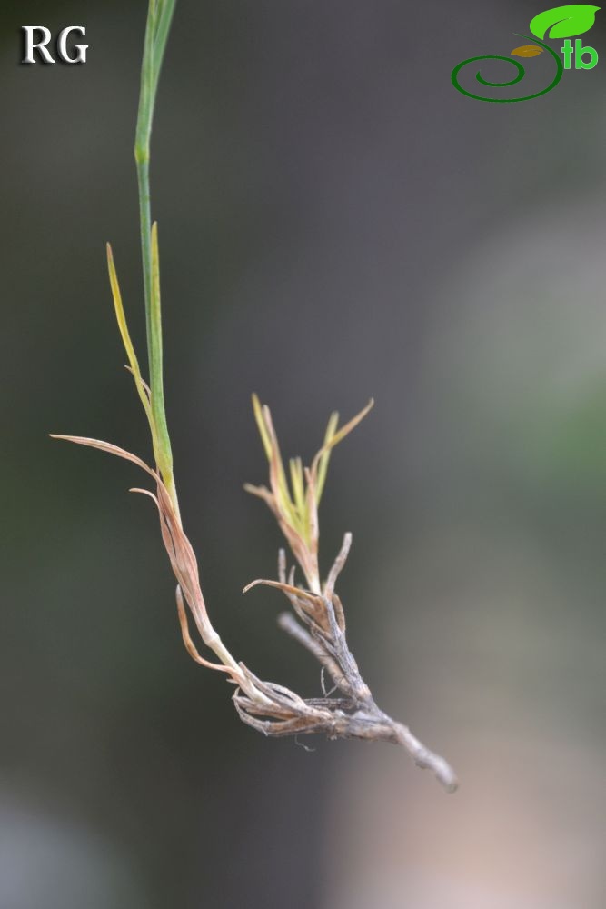 var leucophaeus-Yılanlı dağı-Muğla