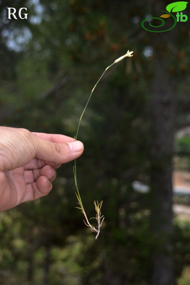 var leucophaeus-Yılanlı dağı-Muğla