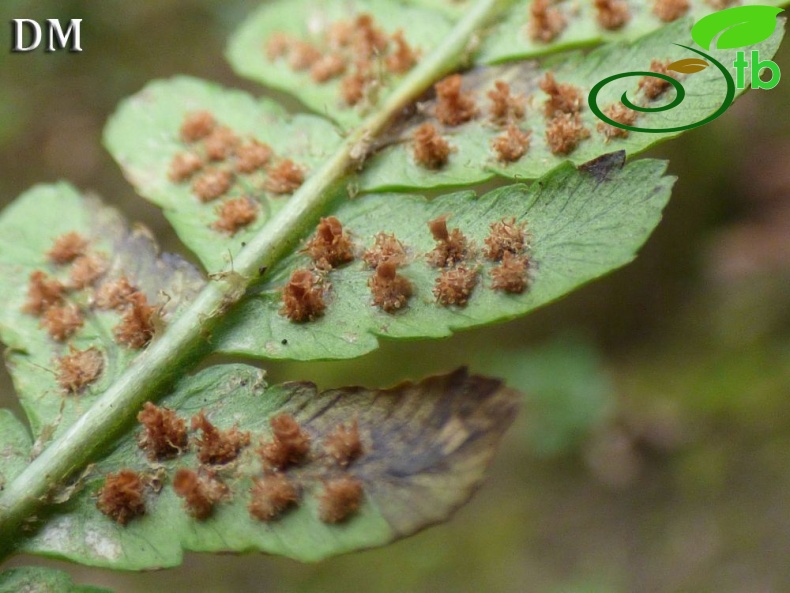 Ssp borrerii-İngiltere