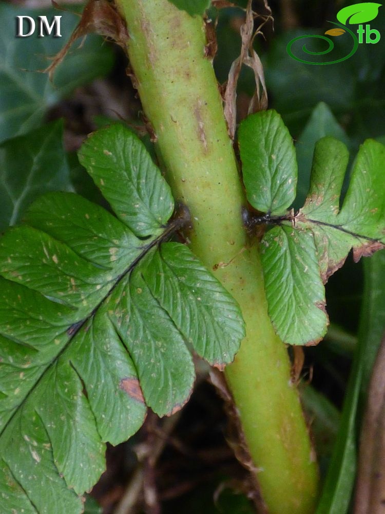 ssp affinis-İngiltere