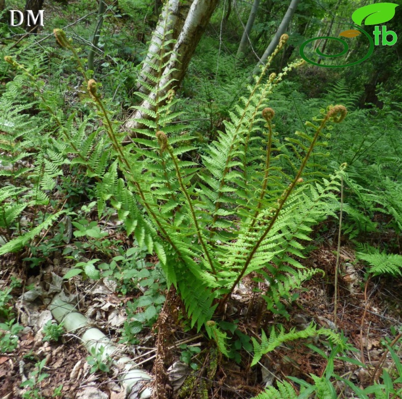 ssp affinis-İngiltere