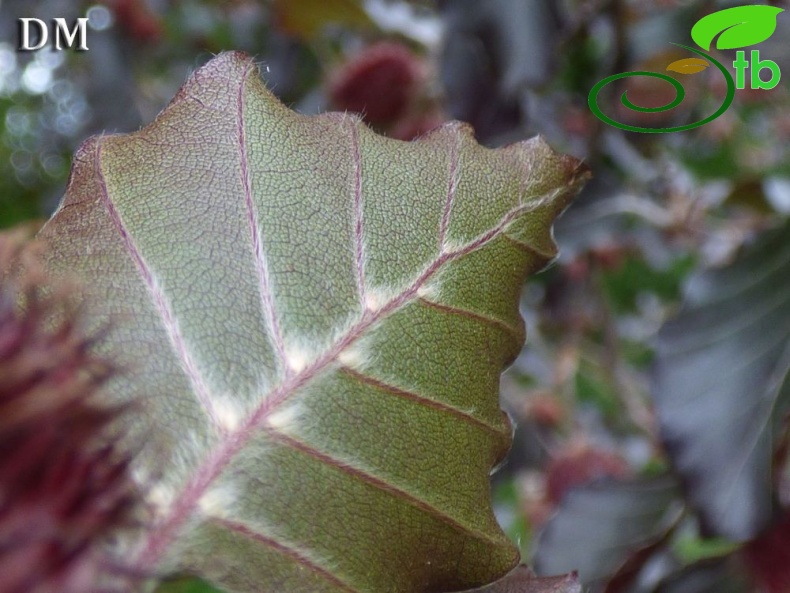 var purpurea-İngiltere