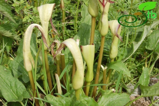 Yeniçağa-Bolu