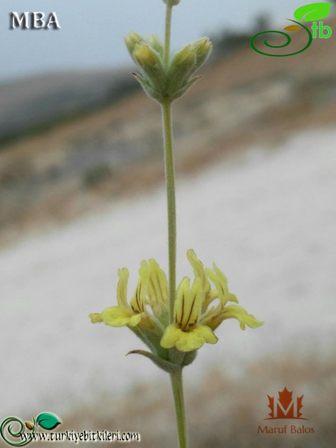 ssp. microchlamys-Şanlıurfa