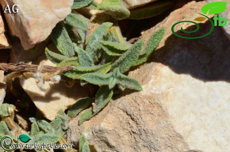 ssp linearis-Babadağ-Fethiye