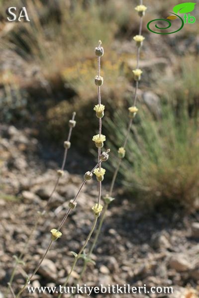 subsp. linearis