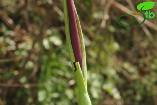 var. virescens İzmir