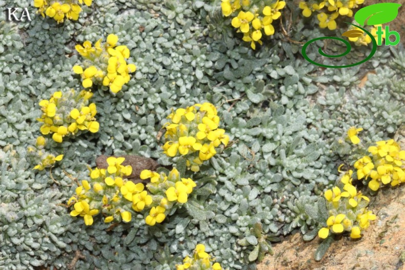 Sandras dağı-Köyceğiz