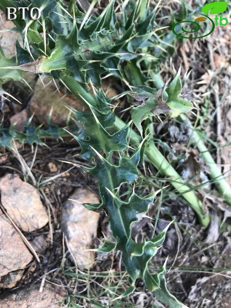 ssp lycaonicum-Sandras dağı