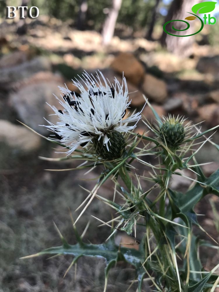 ssp lycaonicum-Sandras dağı
