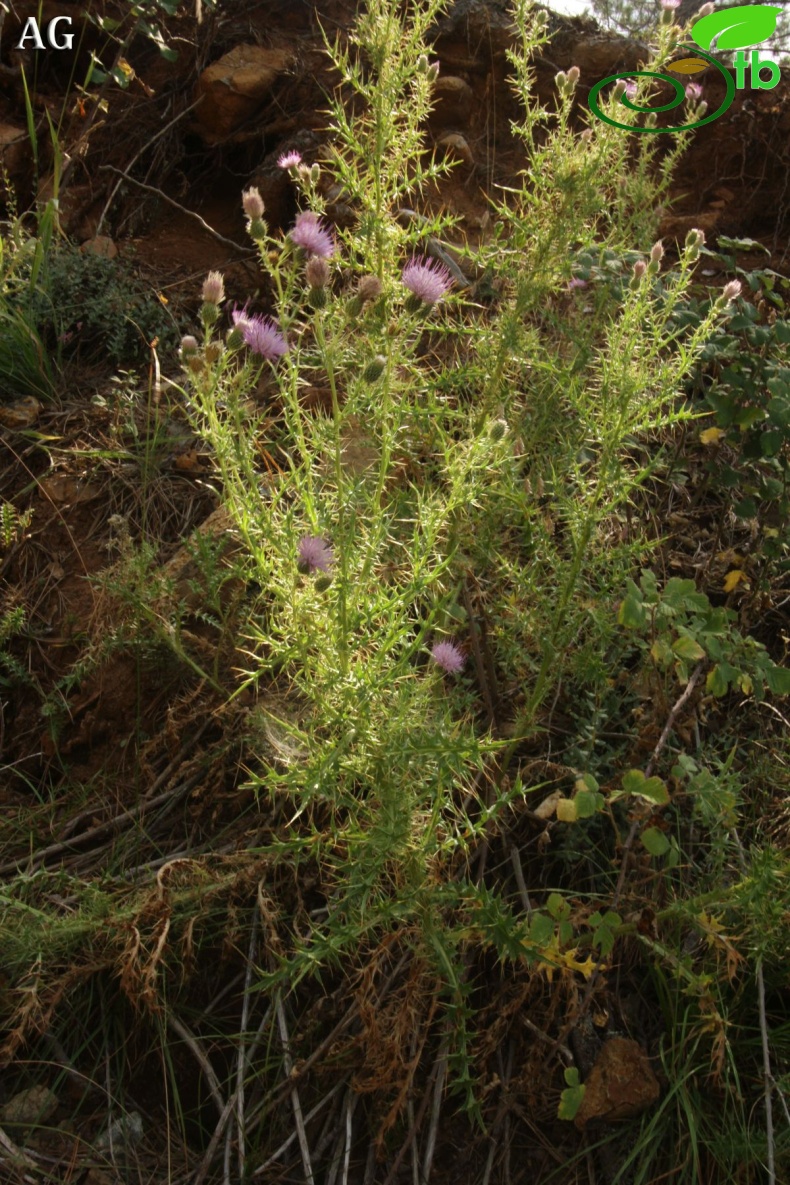 ssp lycaonicum-Fethiye