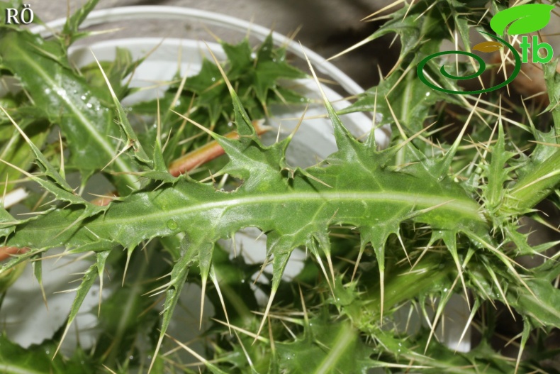 ssp lycaonicum-Fethiye