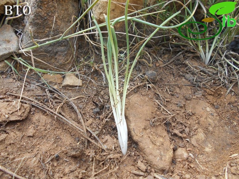 Sandras dağı-Köyceğiz