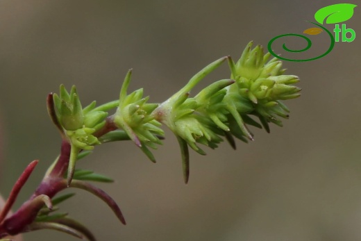 ssp verticillatus- İzmit