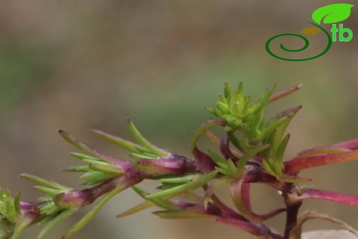 ssp verticillatus- İzmit