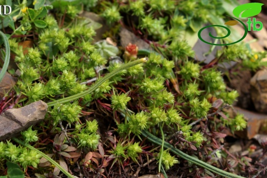 ssp verticillatus- İzmit