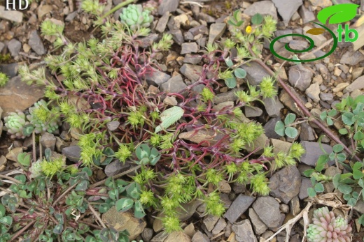 ssp verticillatus- İzmit