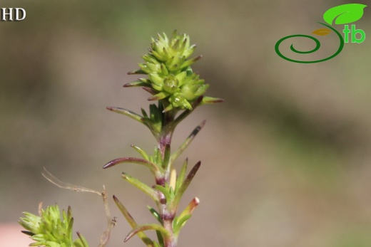 ssp verticillatus- İzmit