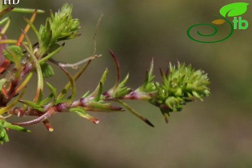 ssp verticillatus- İzmit