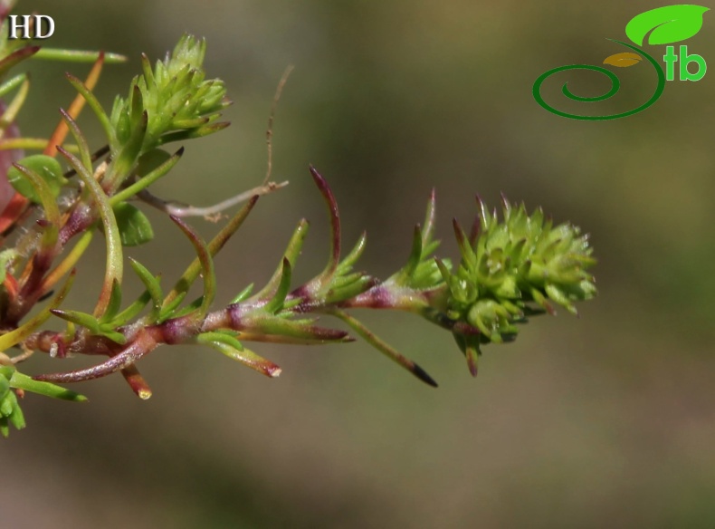 ssp verticillatus- İzmit