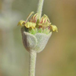 subsp. cedretorum-Alanya
