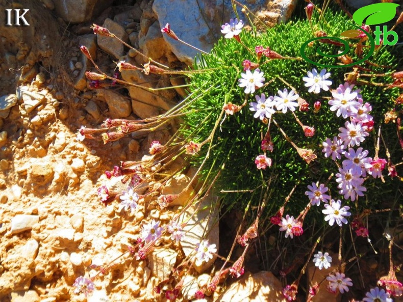 Dedegöl dağları-Isparta