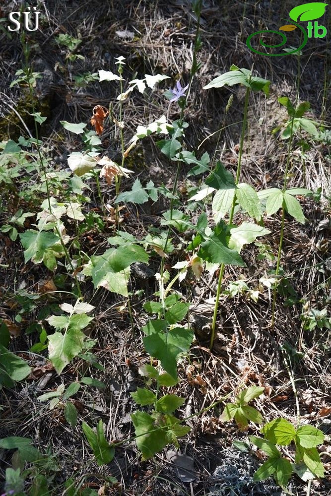 Dedegöl dağları-Isparta