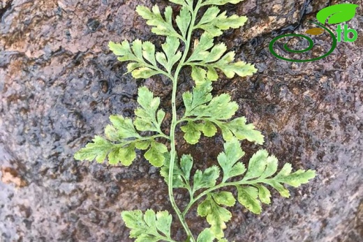 Sandras dağı-Köyceğiz