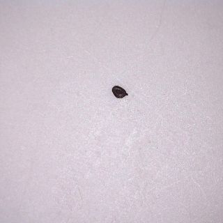 Tohum-Seed