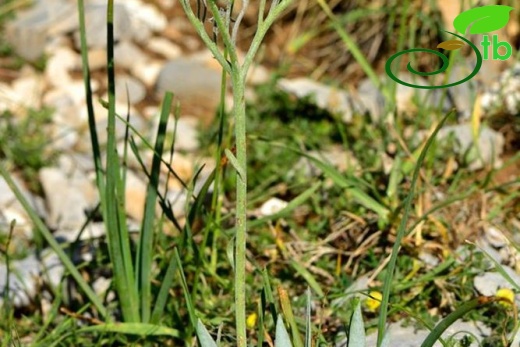 Denizli